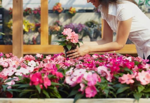 cropped view of woman choosing pink flowers in garden center