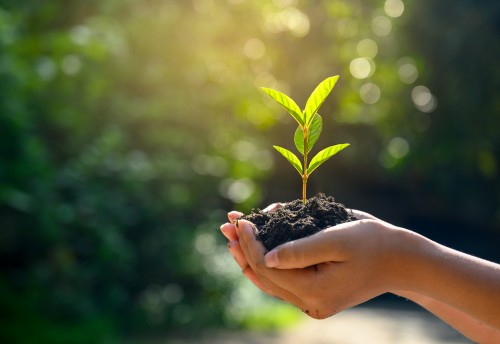 two hands holding a plant sprouting