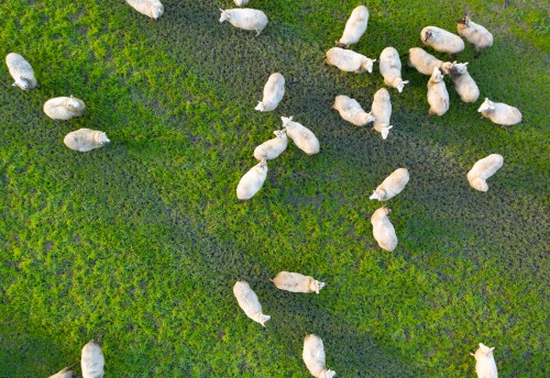 sheep grazing on green grass