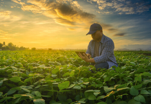 Farmer using smartphone in mung bean garden with light shines sunset