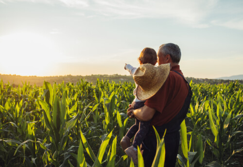 Happy family in corn field. Family standing in corn field an looking at sun rise