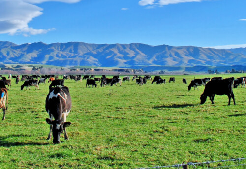 Dairy farm new zealand