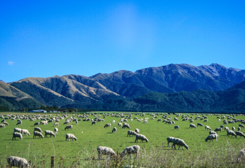 nz sheep